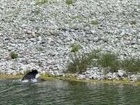 Bear swam across the river …❤️