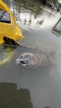 This guy came for a visit one morning!