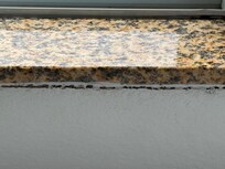 Mold under the windows