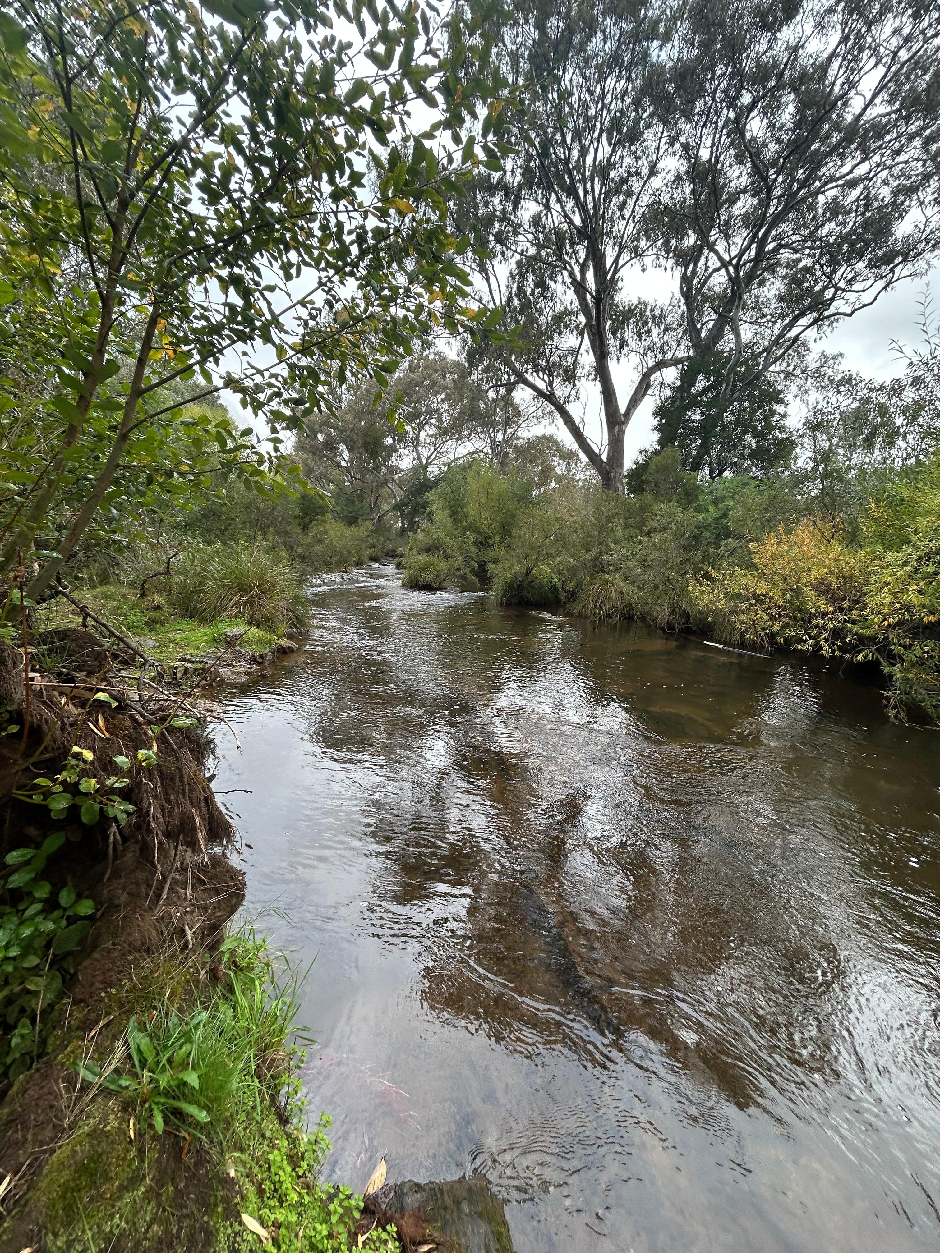 Great spot to catch some trout we even saw crayfish.