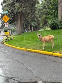 Deer in the neighborhood
