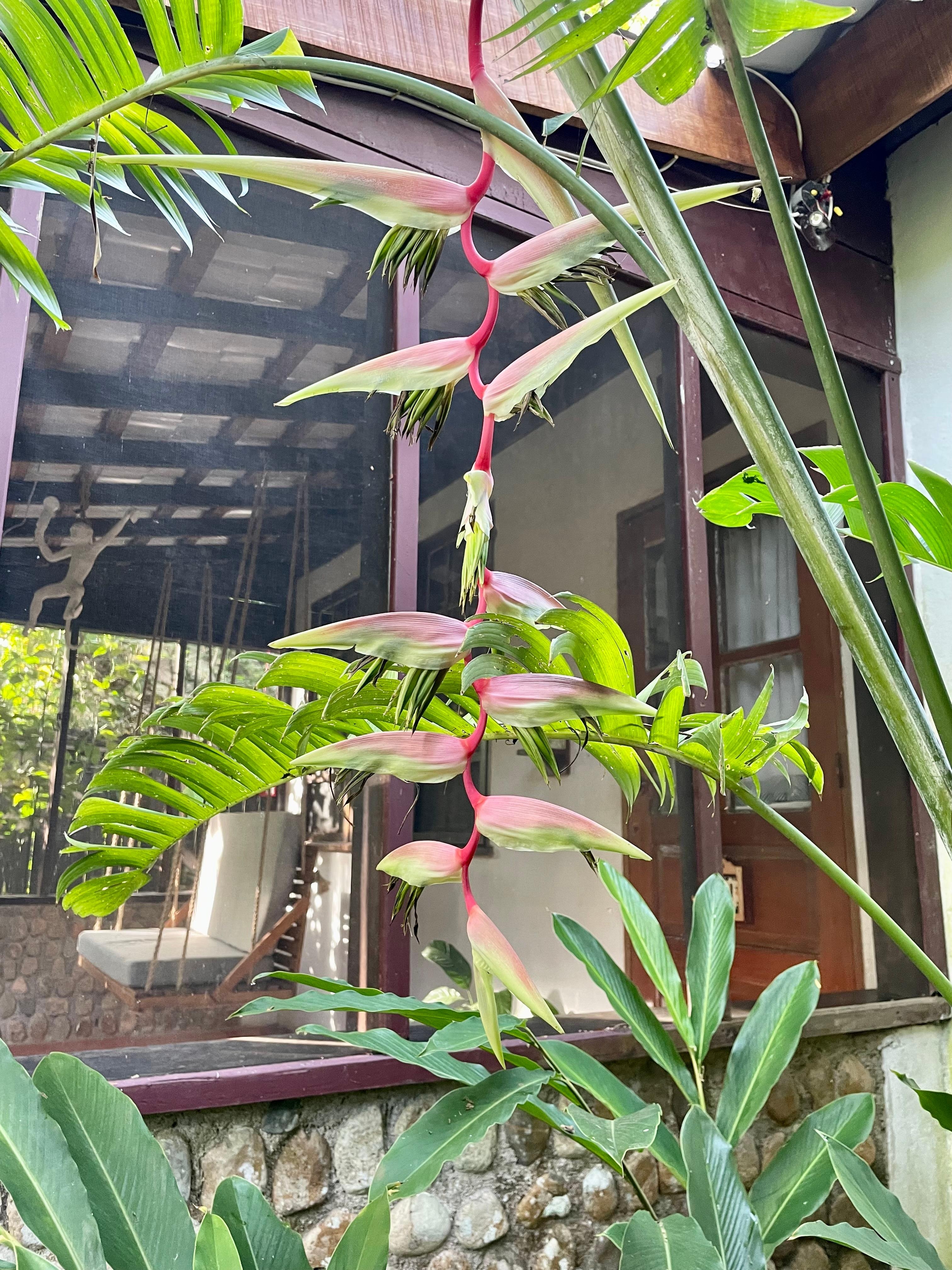 Flora