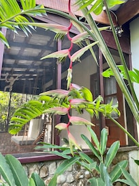 Flora