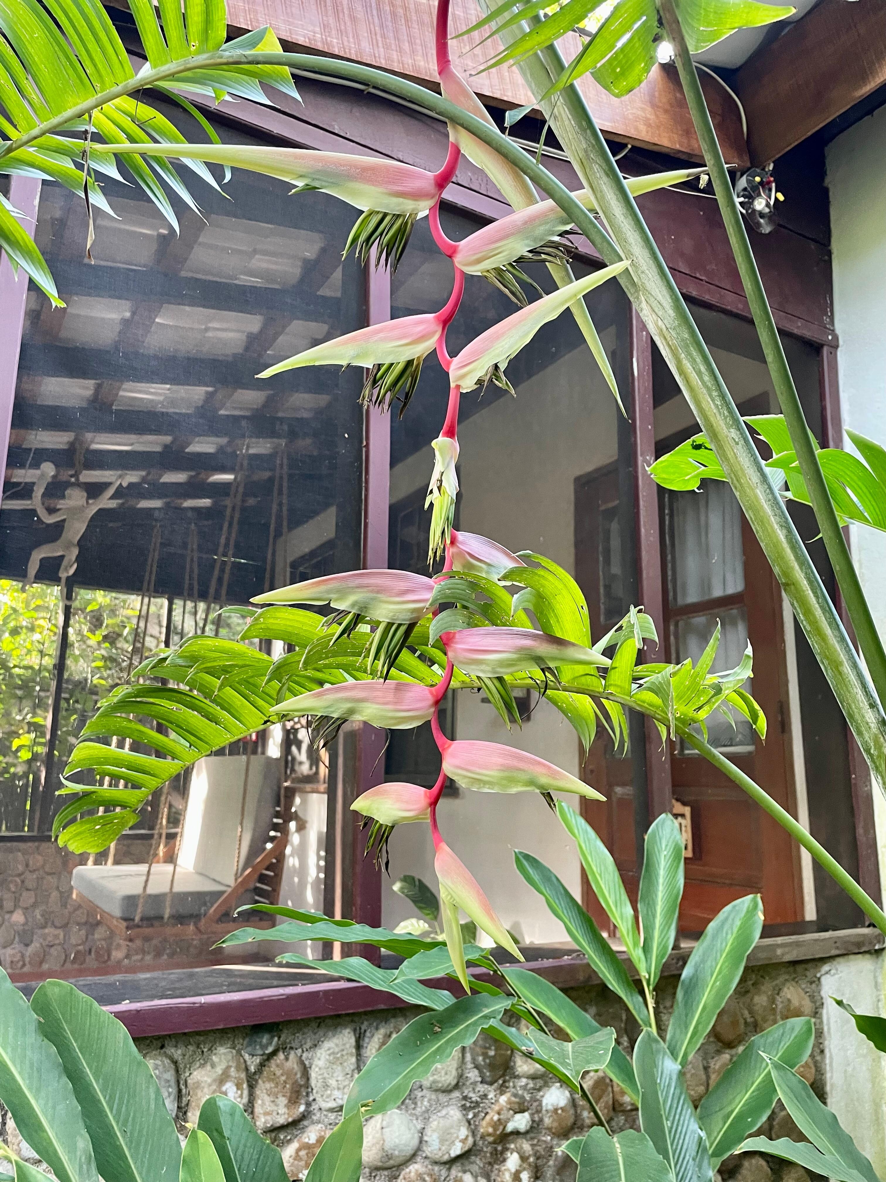Flora