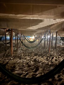 Rows of Hammocks
