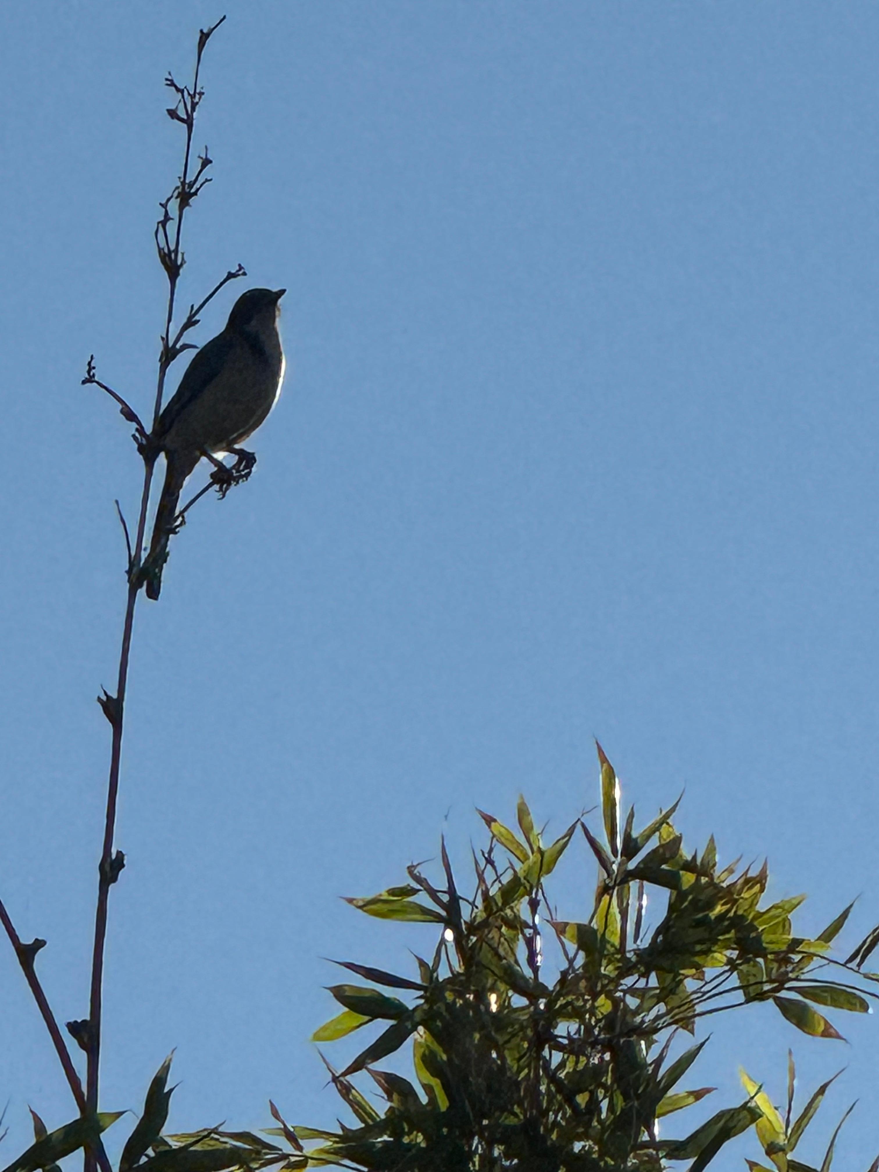 Neighborhood watch - the California Scrub-Jay 