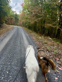 Our pups loved going on a private walk.
