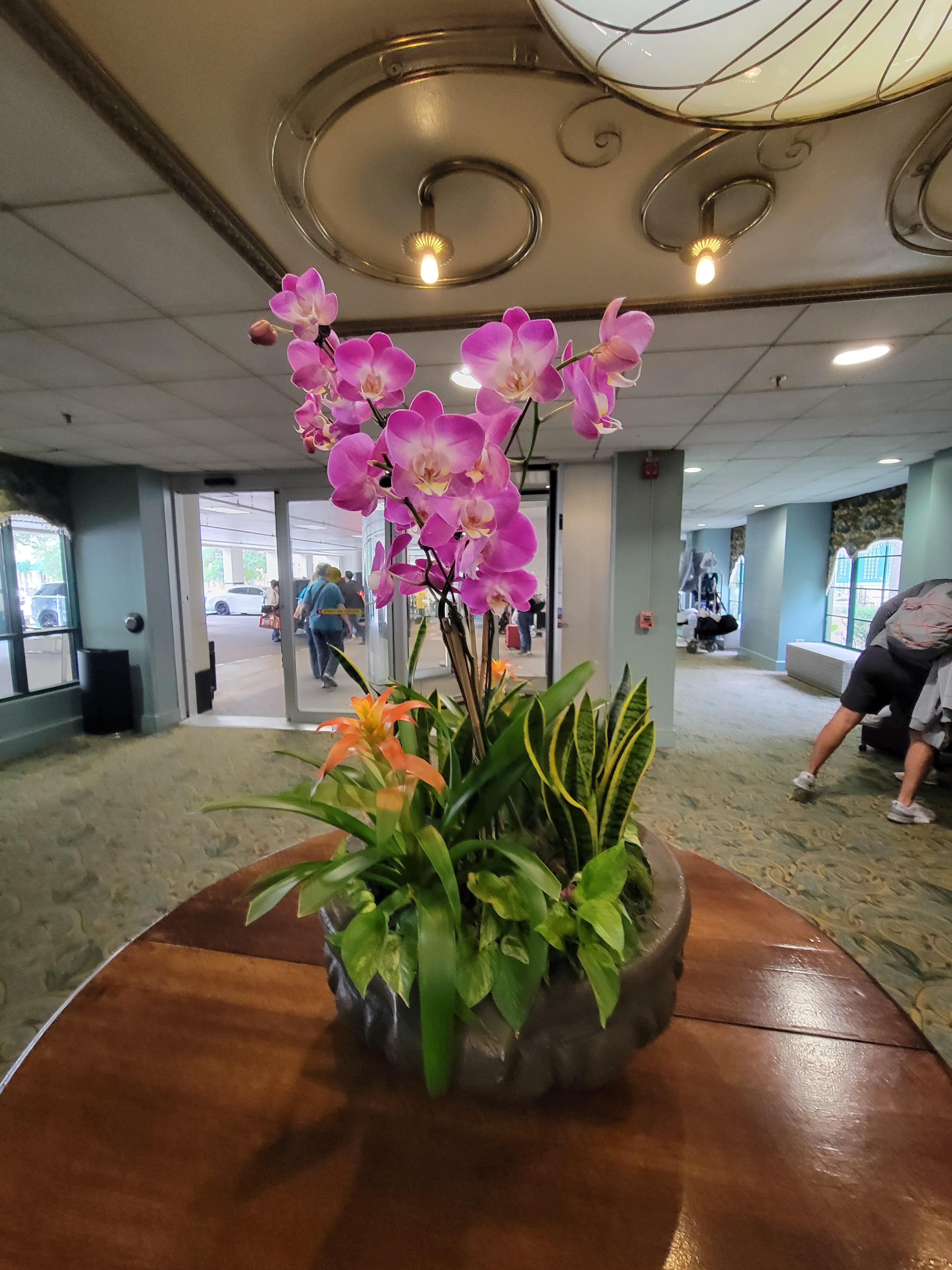 Orchid in lobby.