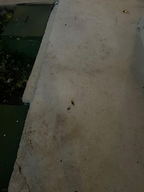 cockroaches outside of our room