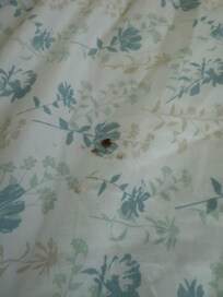 Blood stains on sheet!