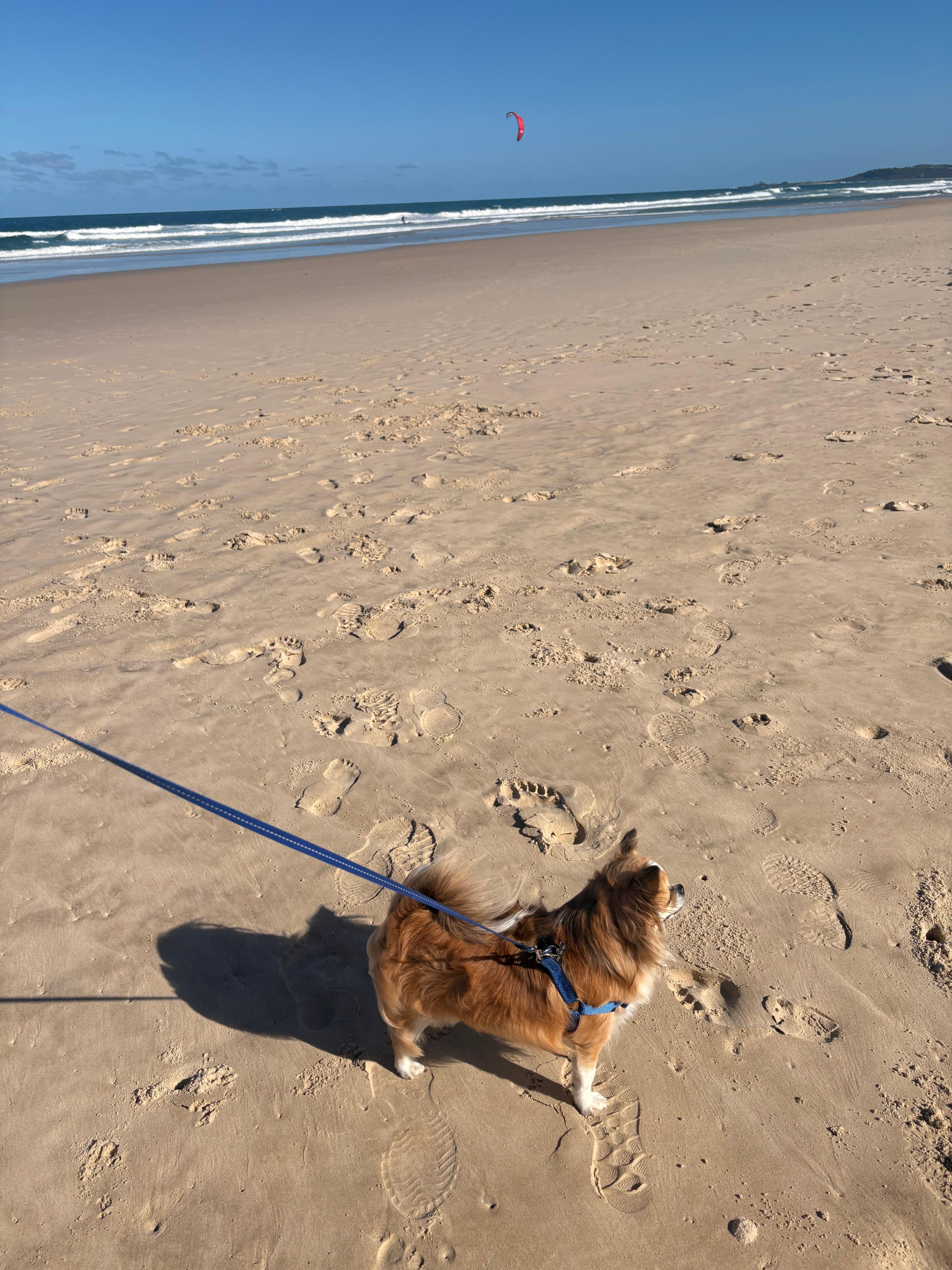 Pippi beach - dog friendly 
