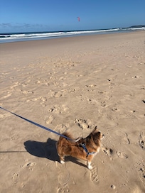 Pippi beach - dog friendly