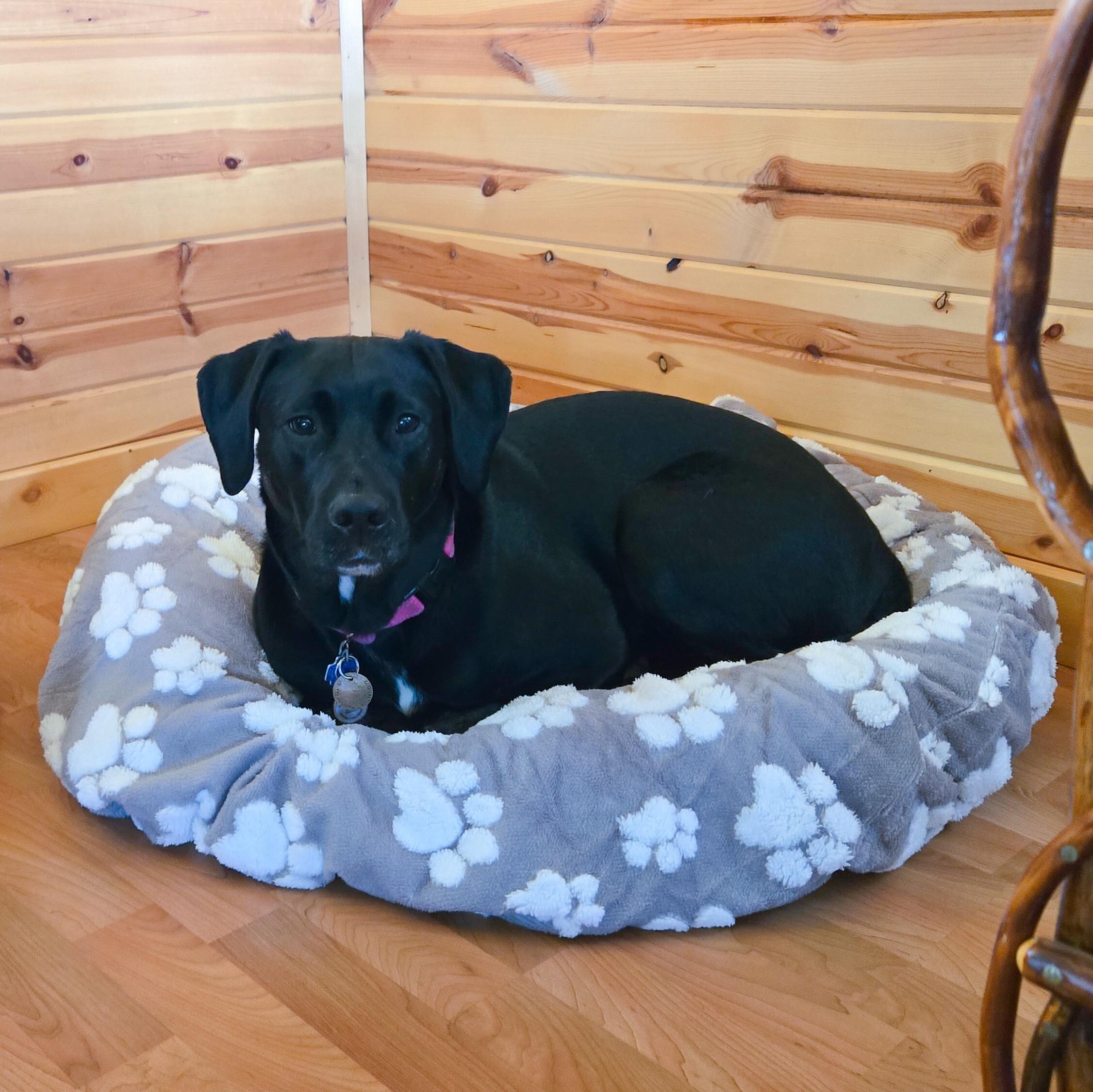 Lenny loved her little spot. 
