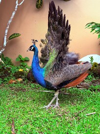 Peacock