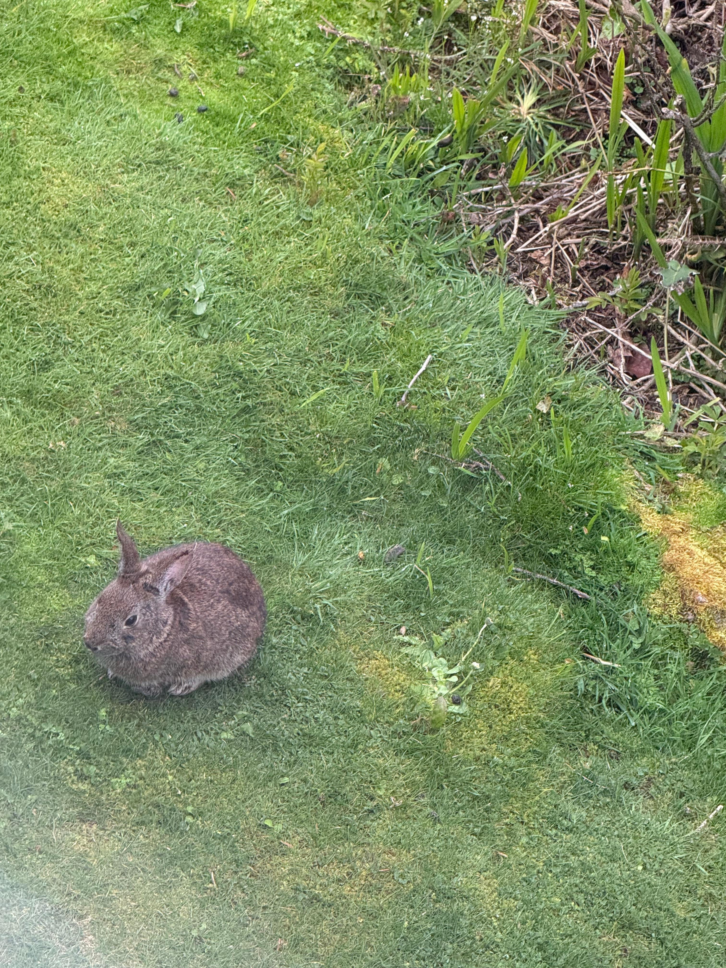 Bunnies outside the window.