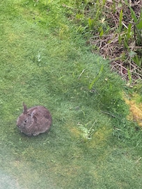 Bunnies outside the window.