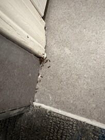 Ants that were in our room, that’s where they were coming from and there were more running around on the carpet