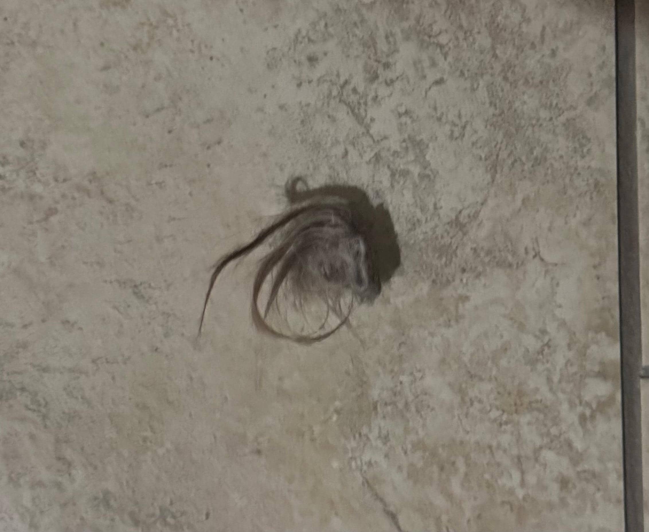 Hair ball of some kind. ( found on counter top)