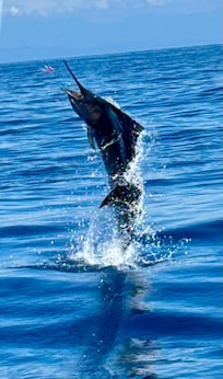 We caught 5 marlins, all 9+feet with the Luminaire crew out of Herradura Bay