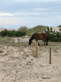 Wild horse tour in Corolla
