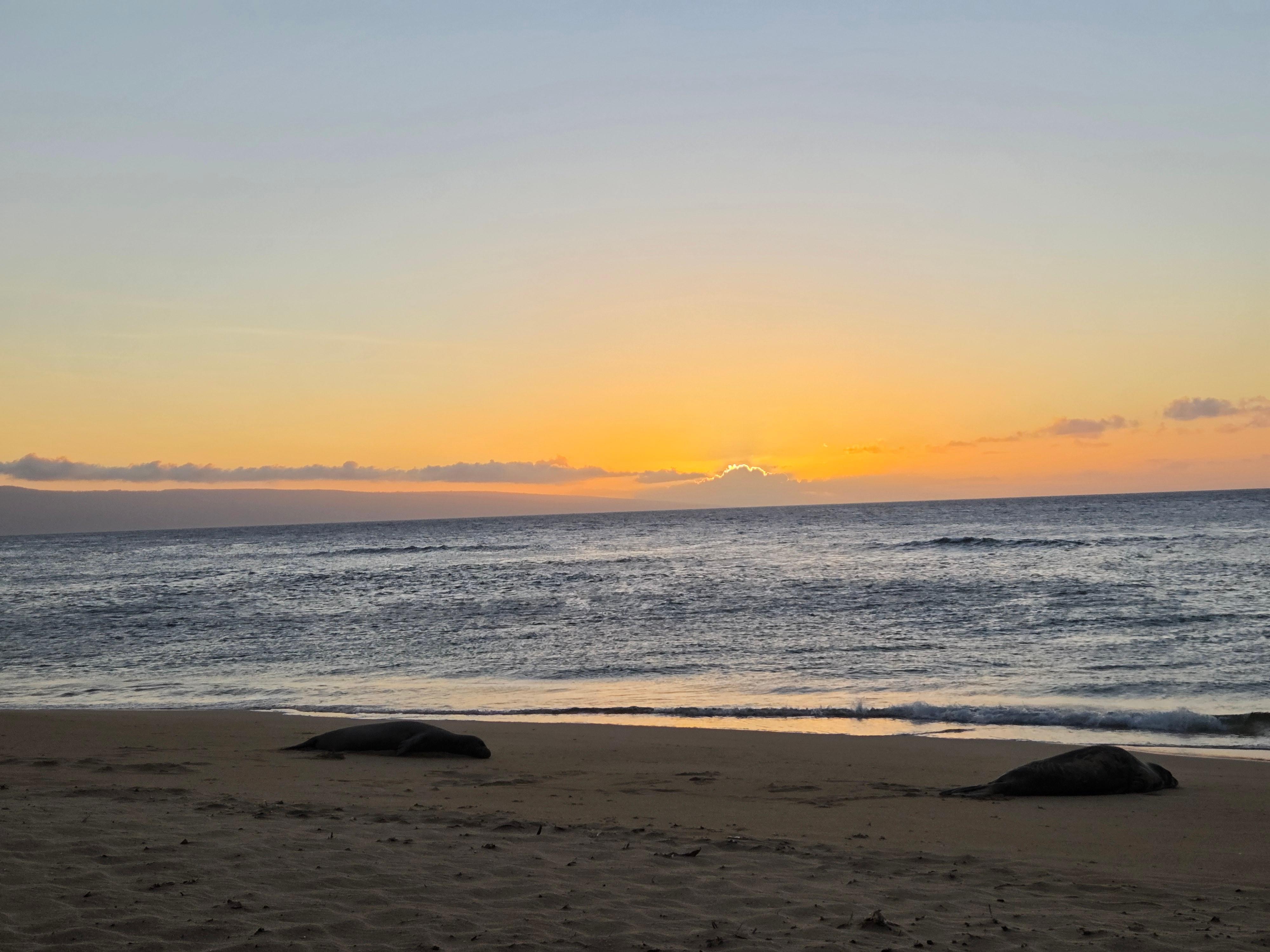 Nice seal visit came up on shore during our stay to take a rest. 