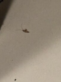 Second roach the next morning we didn’t get the third cause my daughter killed it.