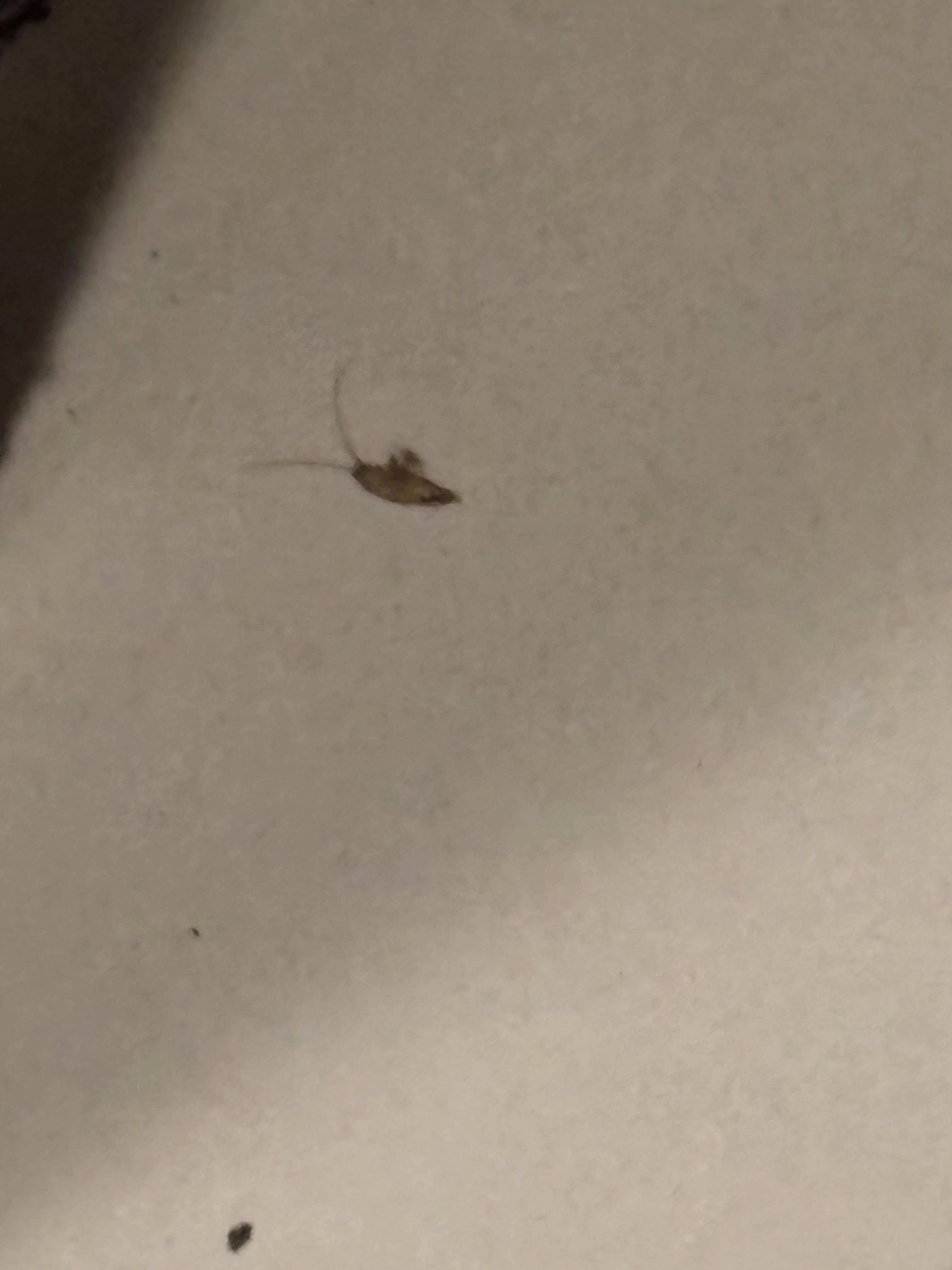 Second roach the next morning we didn’t get the third cause my daughter killed it. 