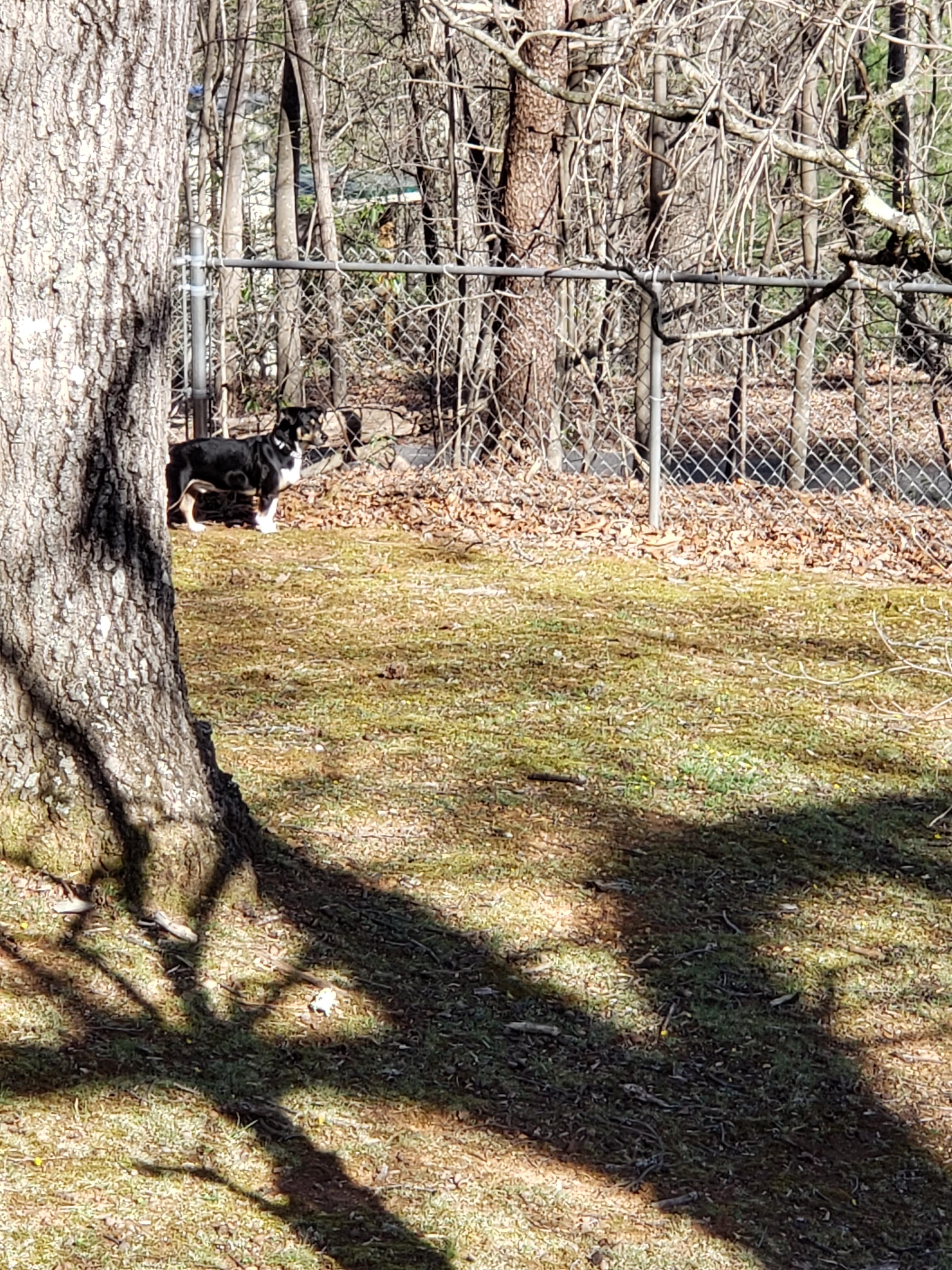 Great fenced in yard for Stewie!