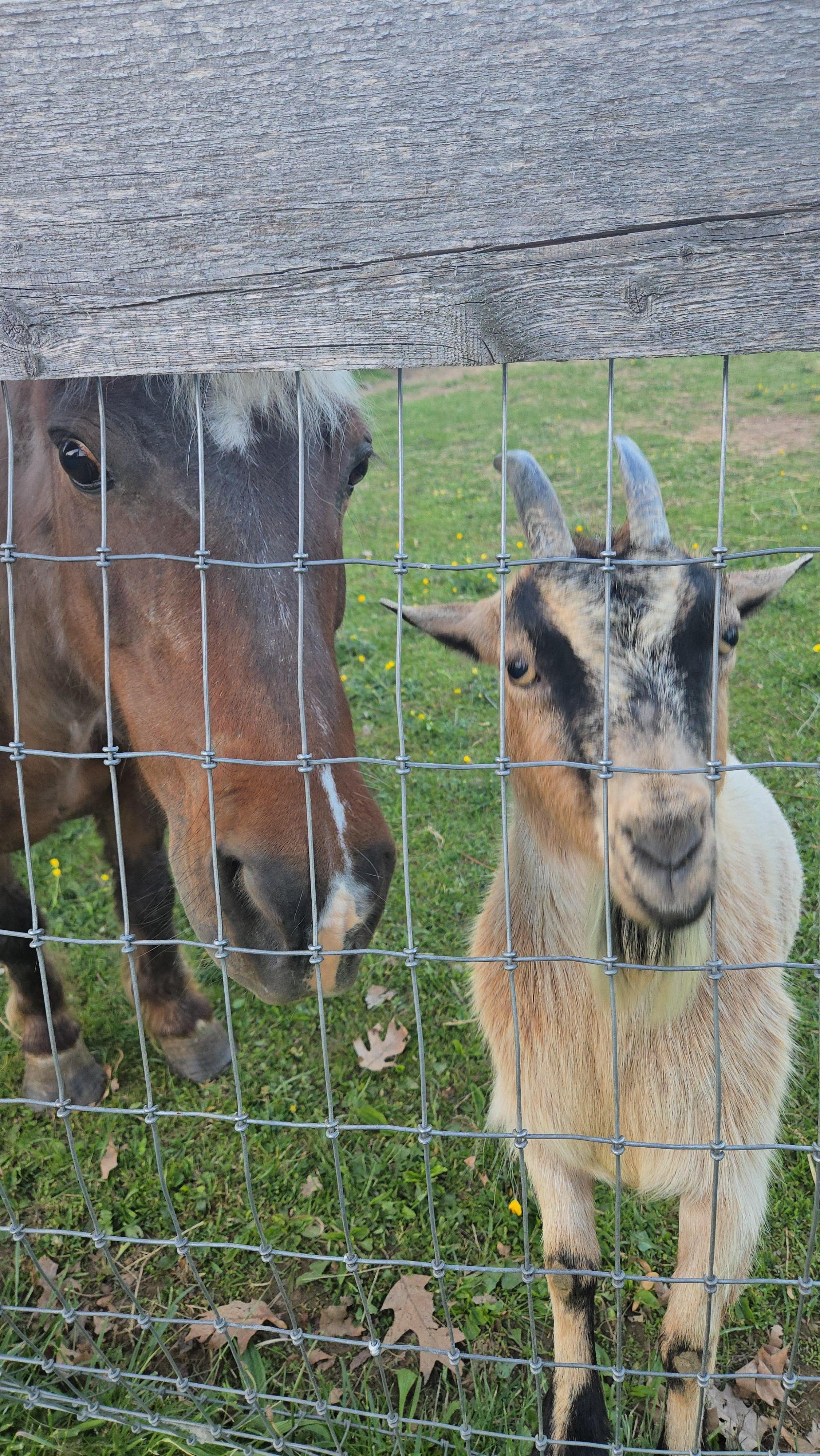 The only photos I took all weekend were of the animals!