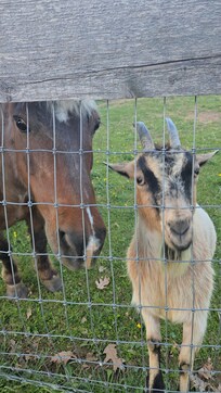 The only photos I took all weekend were of the animals!