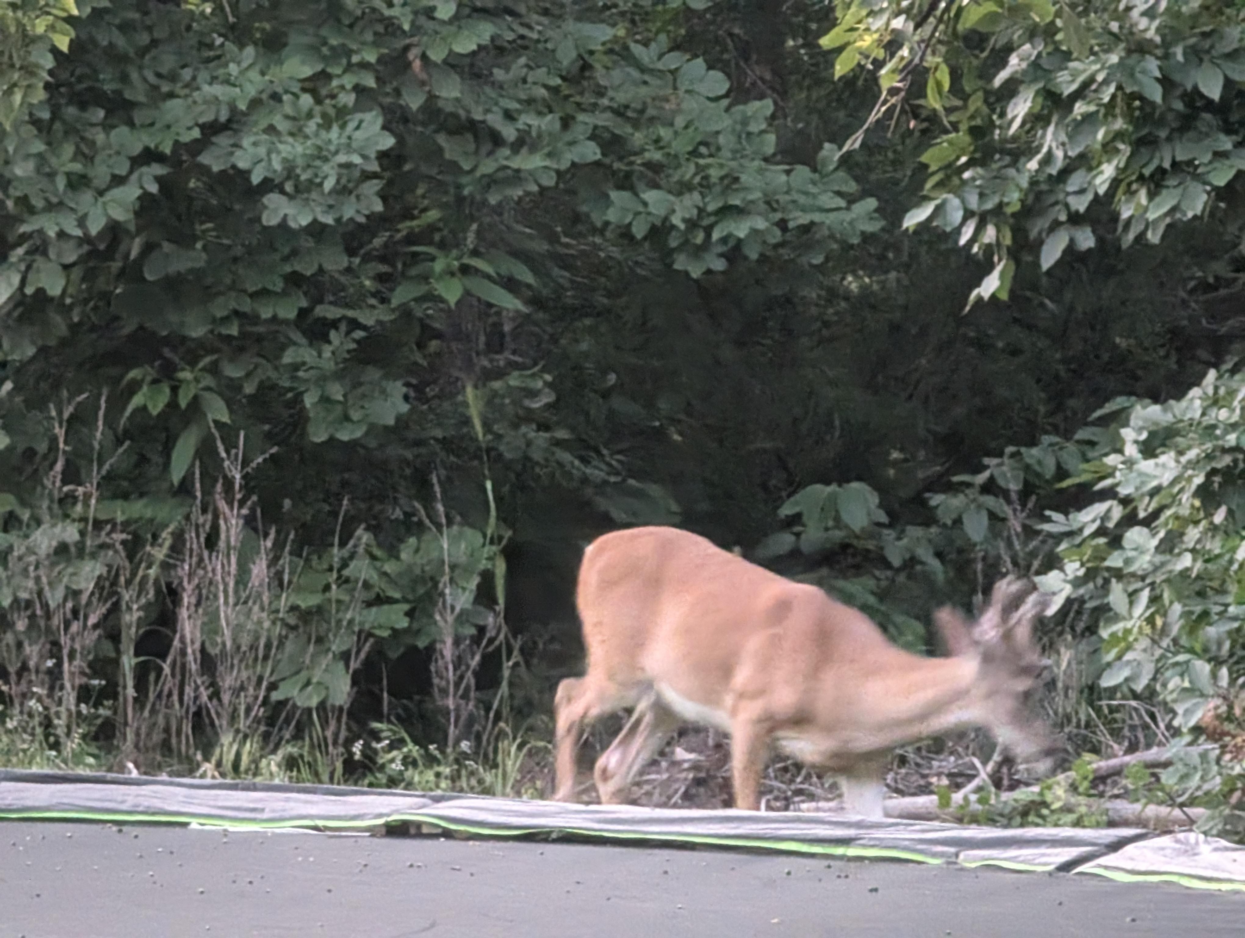 We saw this buck in velvet two different days.