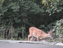 We saw this buck in velvet two different days.