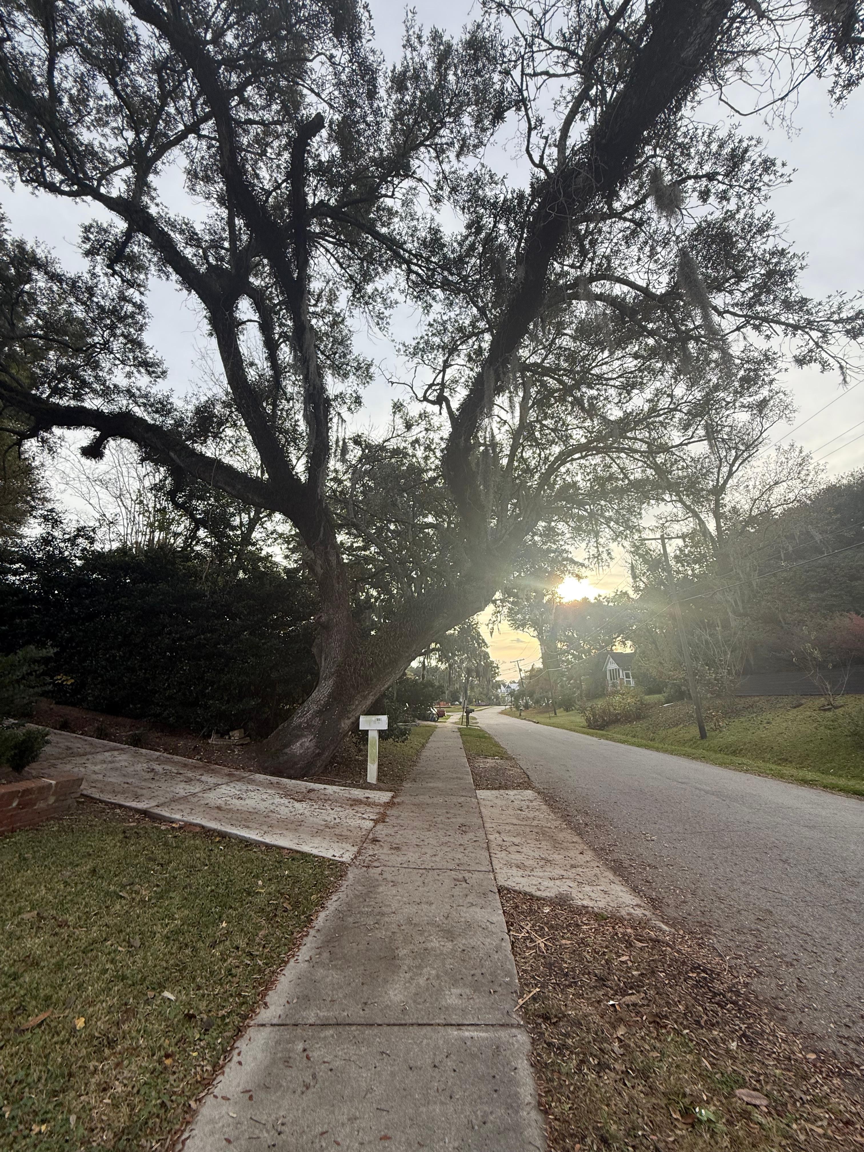 Gorgeous tree lined street 