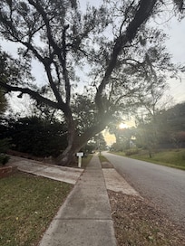 Gorgeous tree lined street