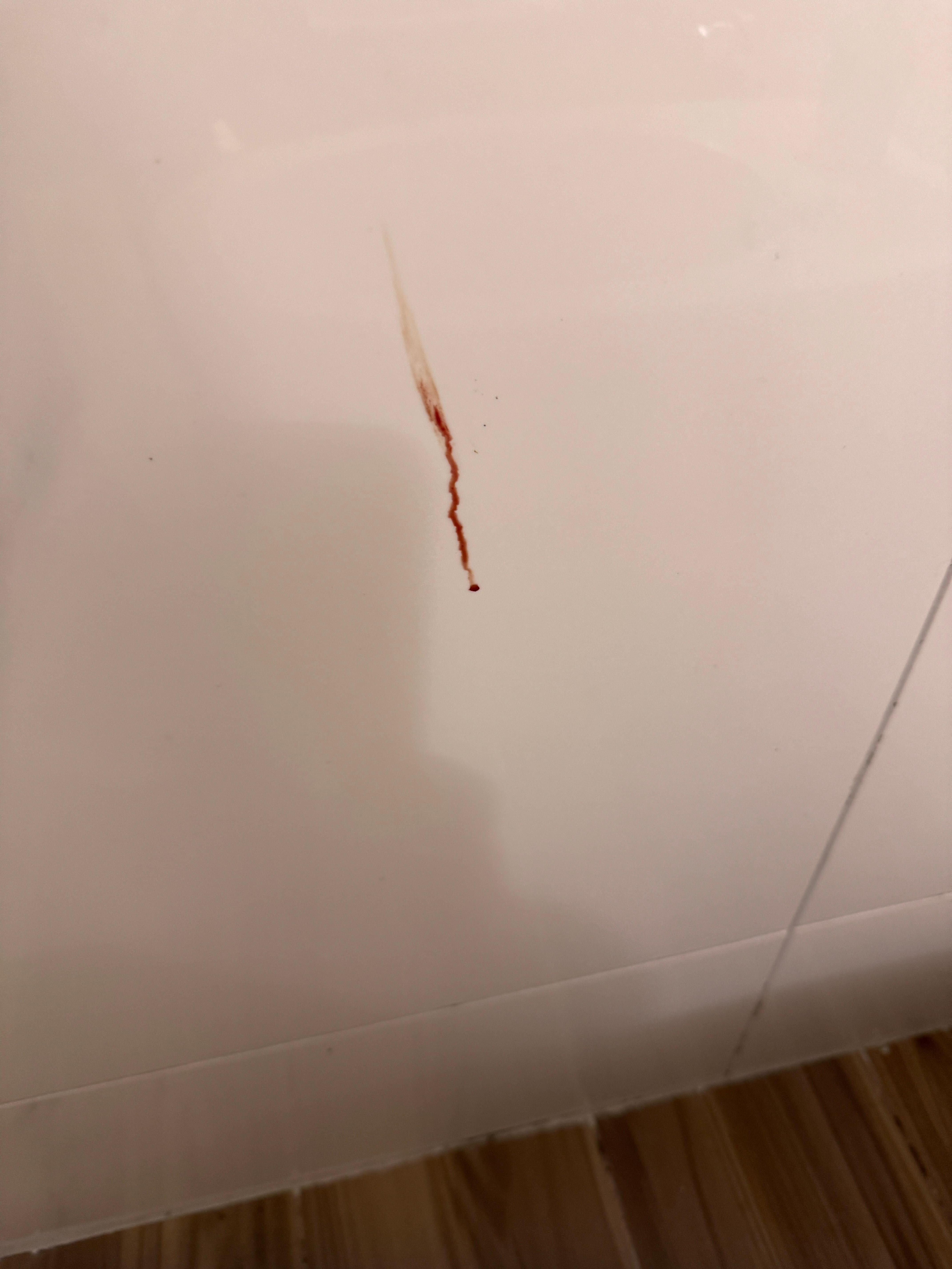 Blood stain from a killed mosquito 