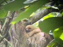 Mama Sloth and her baby