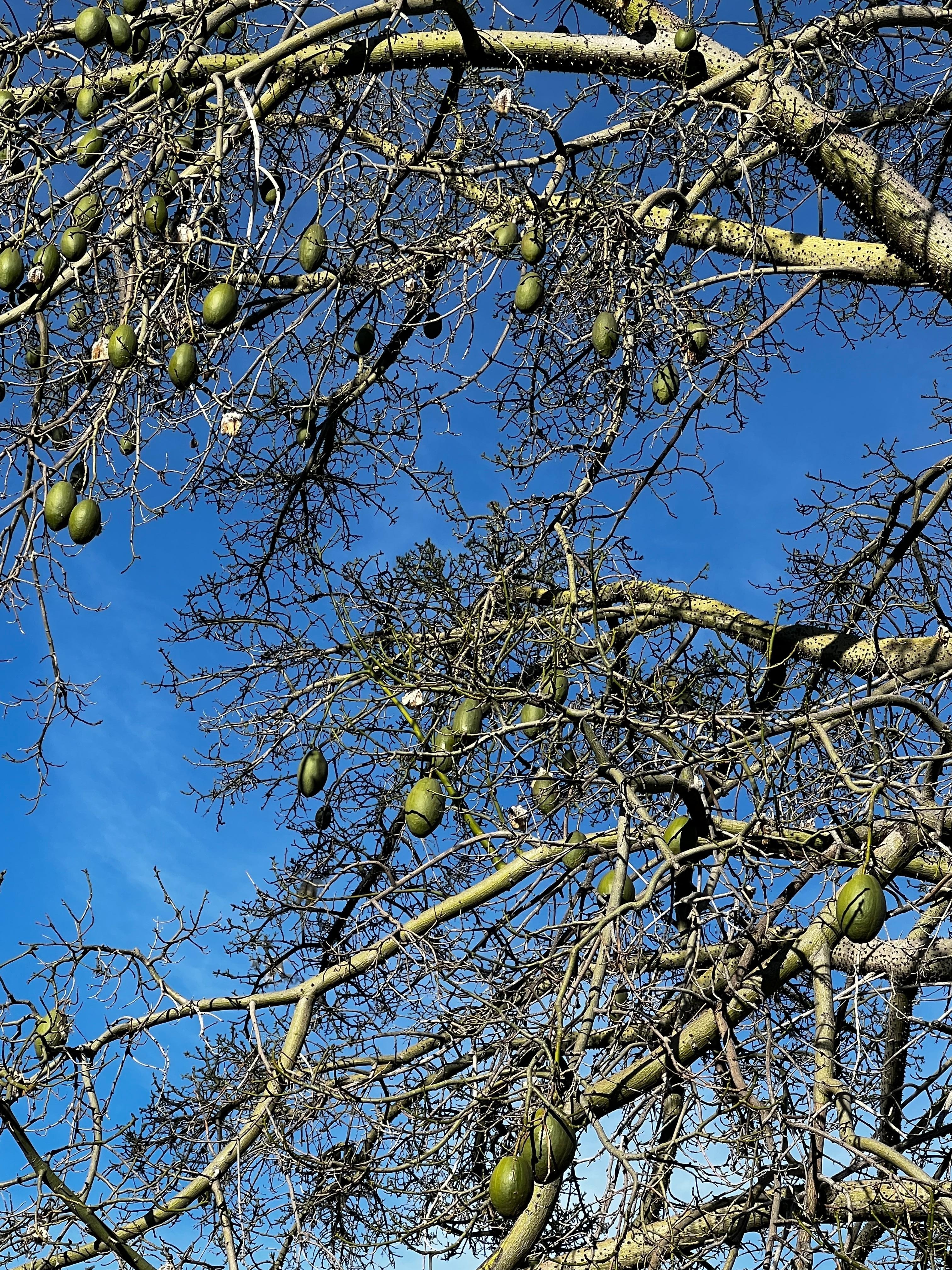 Kapok tree from a couple blocks away. 