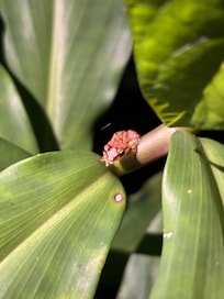 A coqui on the property.