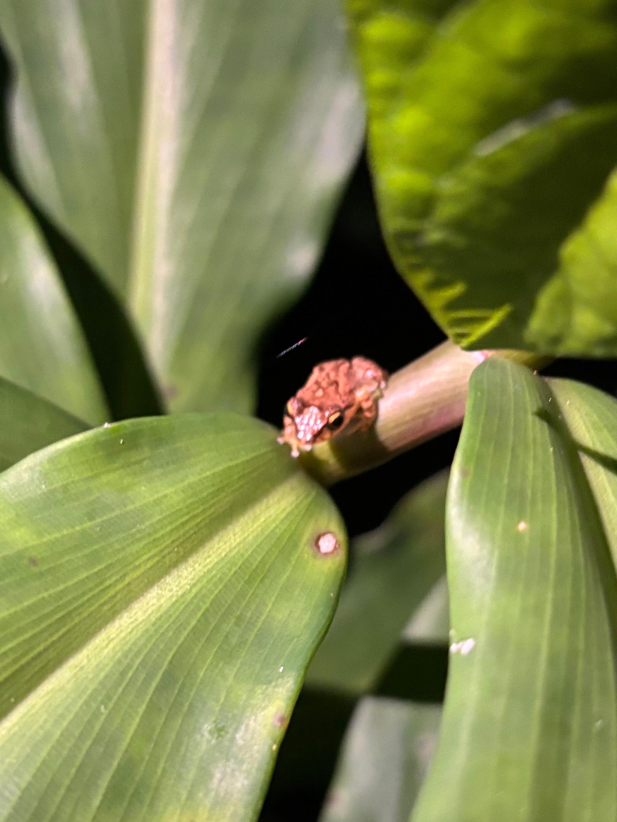 A coqui on the property. 