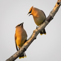 2 Cedar Waxwings socializing outside of cabin