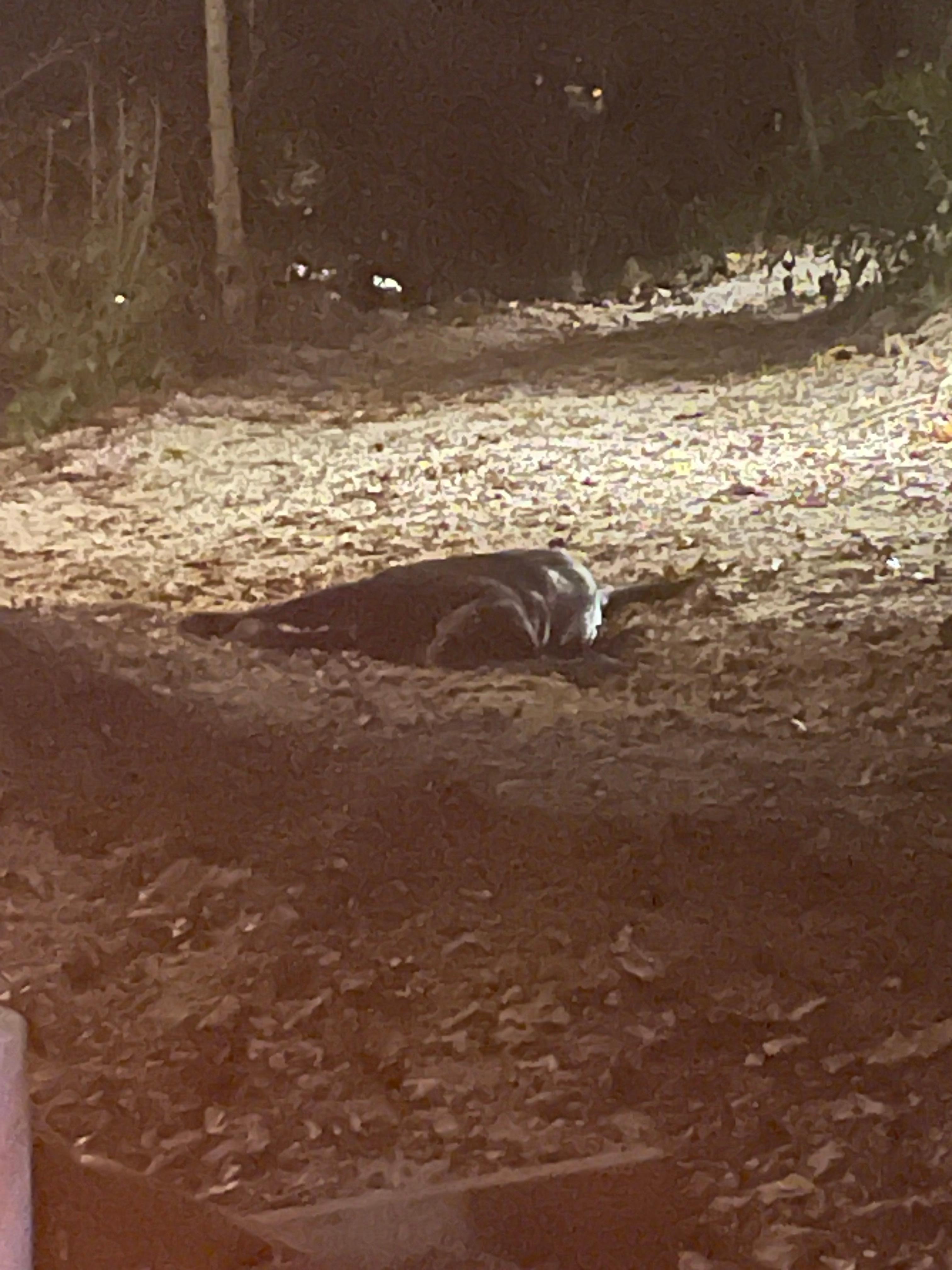 This is Paris the most loving black lab that greets you when you arrive. 