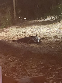 This is Paris the most loving black lab that greets you when you arrive.