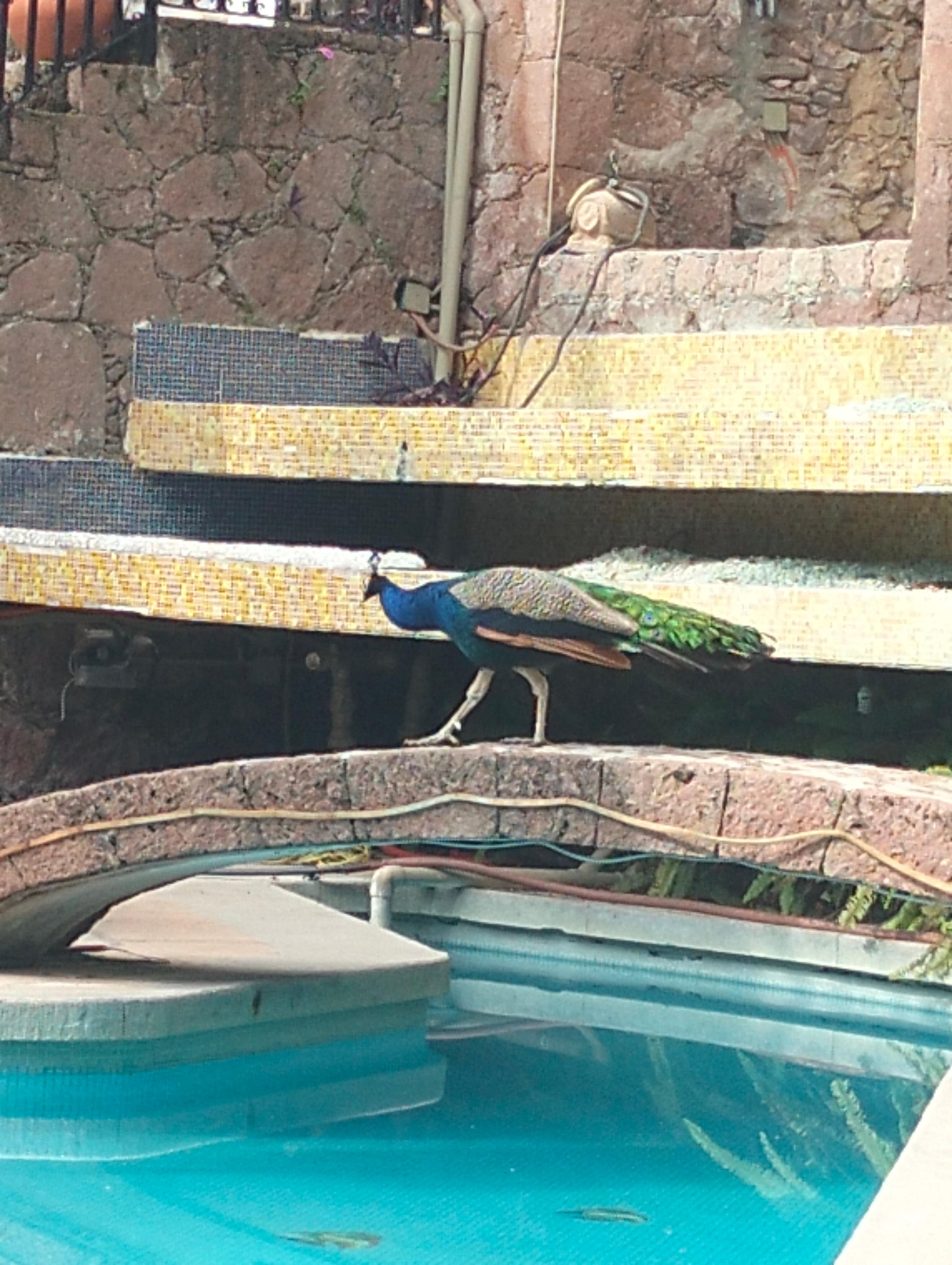 Lindos jardines, alberca limpia todo el tiempo 