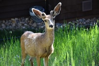Baby mule deer by the lower deck
