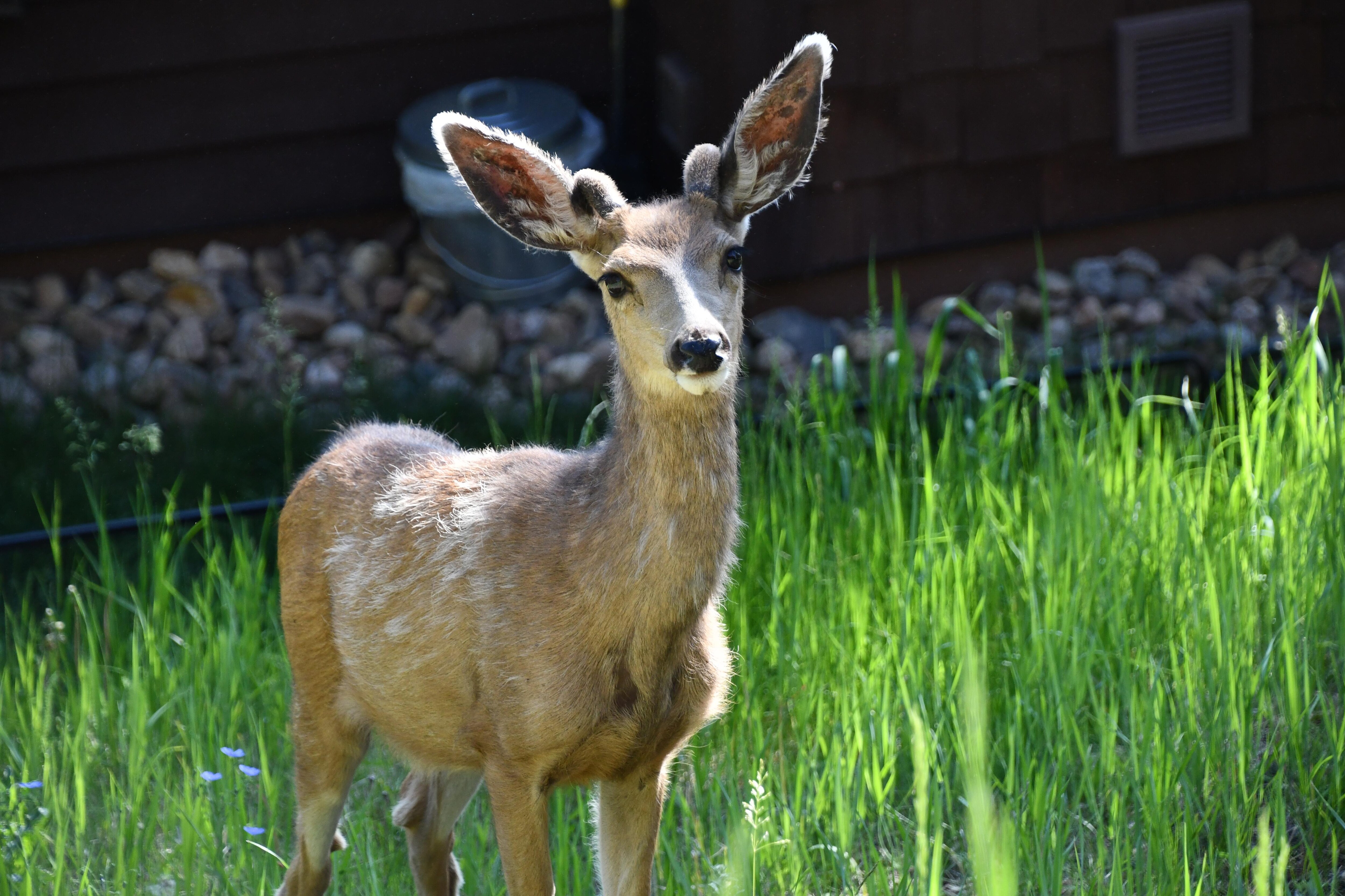 Baby mule deer by the lower deck