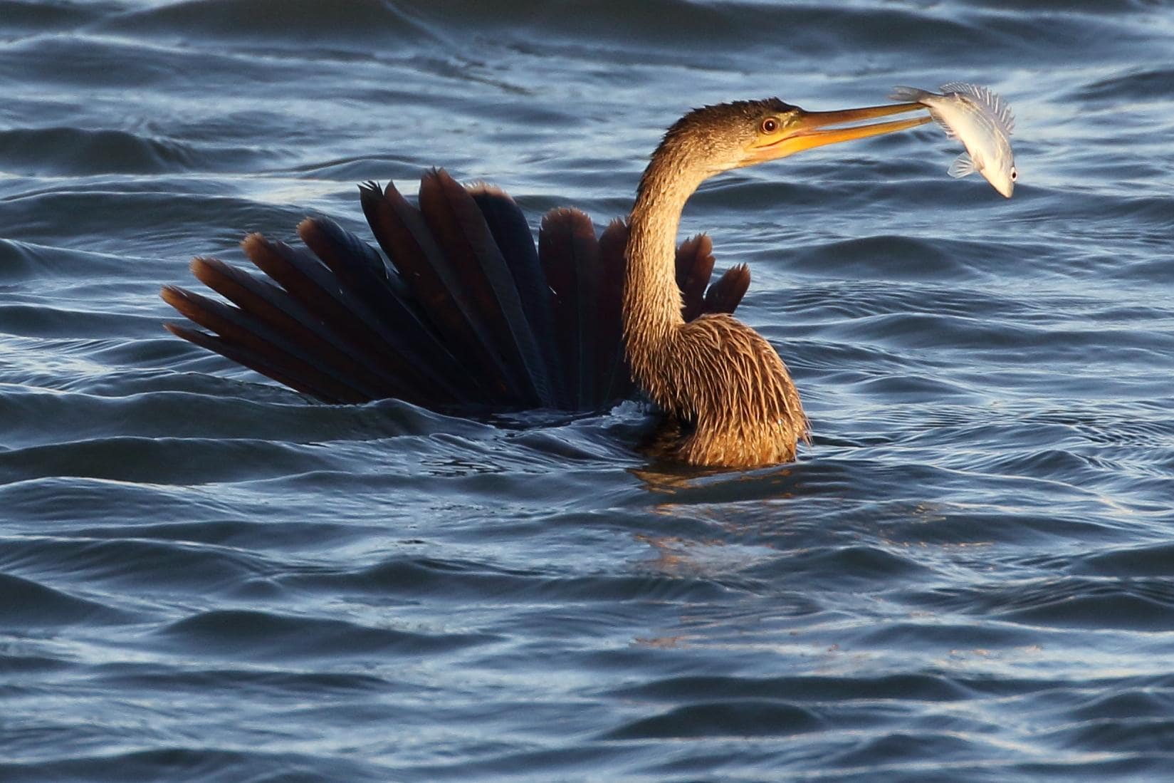 Anhinga with fish