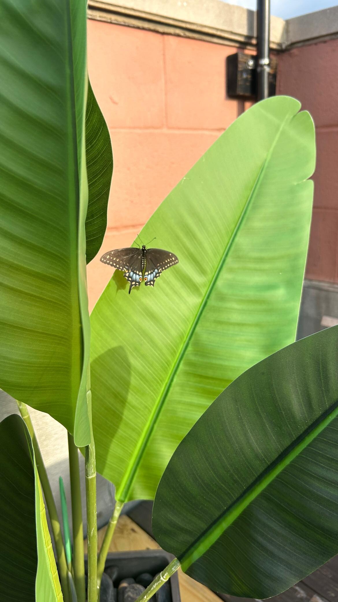 Cute little visitor on the roof ❤️