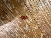 Cockroach
