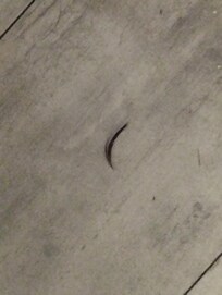 Mechon de cabello en piso