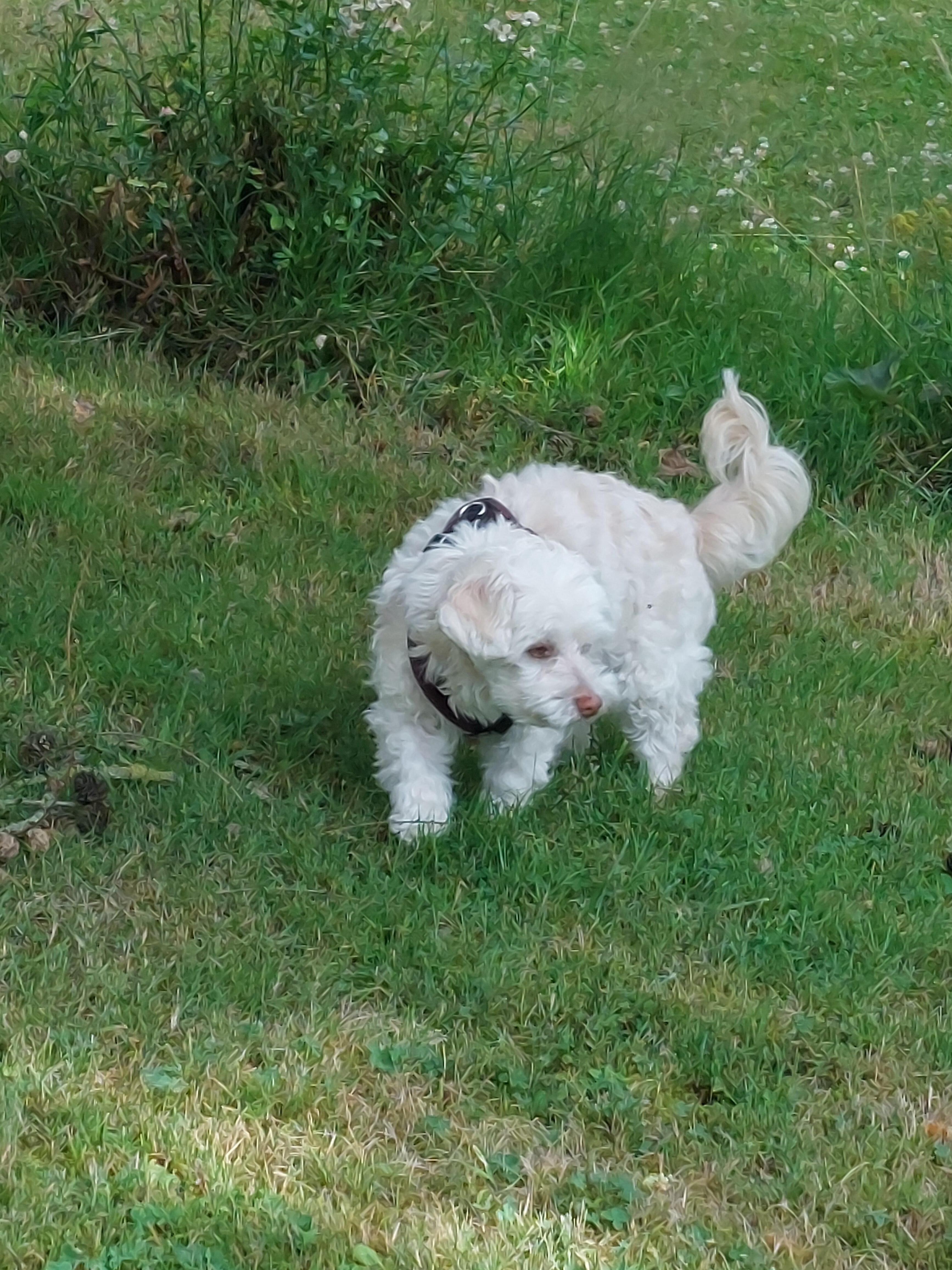 Tammy